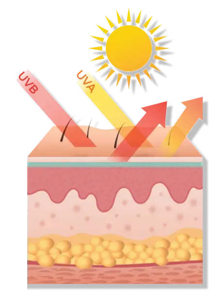 Chemical sunscreen diagram